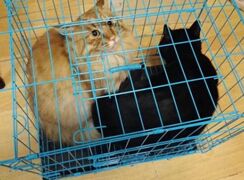 A Cat in the Cage 笼子里的猫