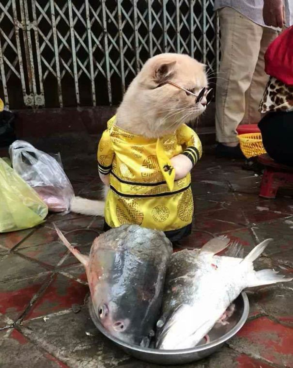 这只喵星人在越南卖鱼，画风太清奇
