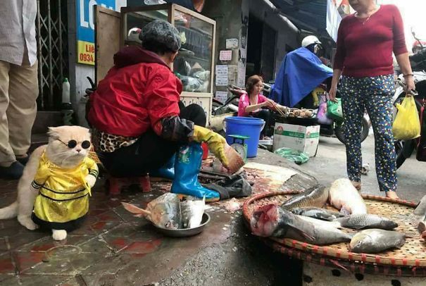 这只喵星人在越南卖鱼，画风太清奇