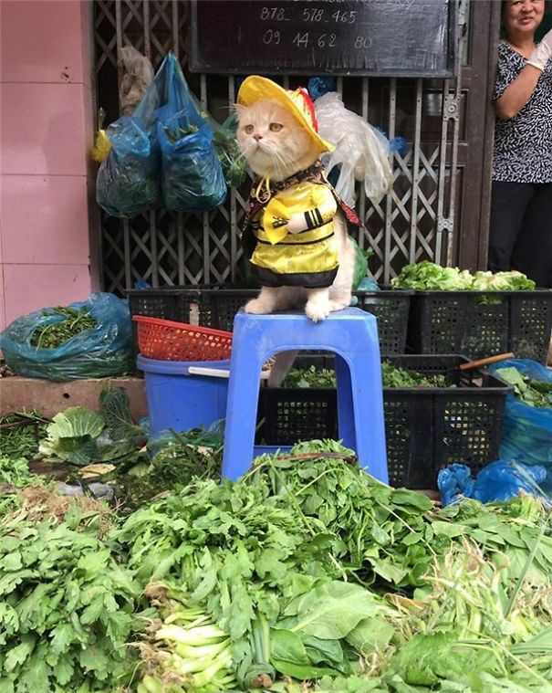这只喵星人在越南卖鱼，画风太清奇