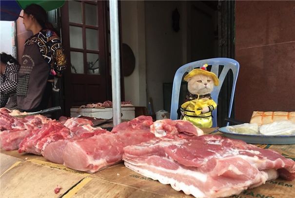 这只喵星人在越南卖鱼，画风太清奇