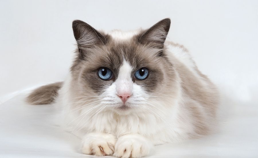 这只火遍国内的猫咪表情包竟然来自国外？！