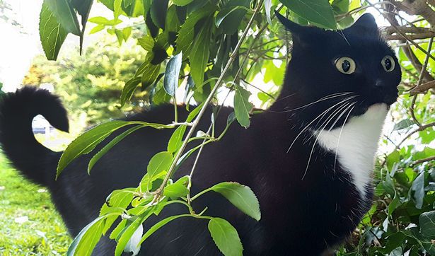 这只火遍国内的猫咪表情包竟然来自国外？！