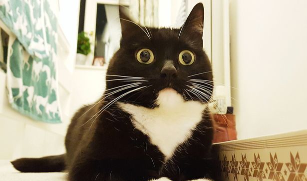 这只火遍国内的猫咪表情包竟然来自国外？！