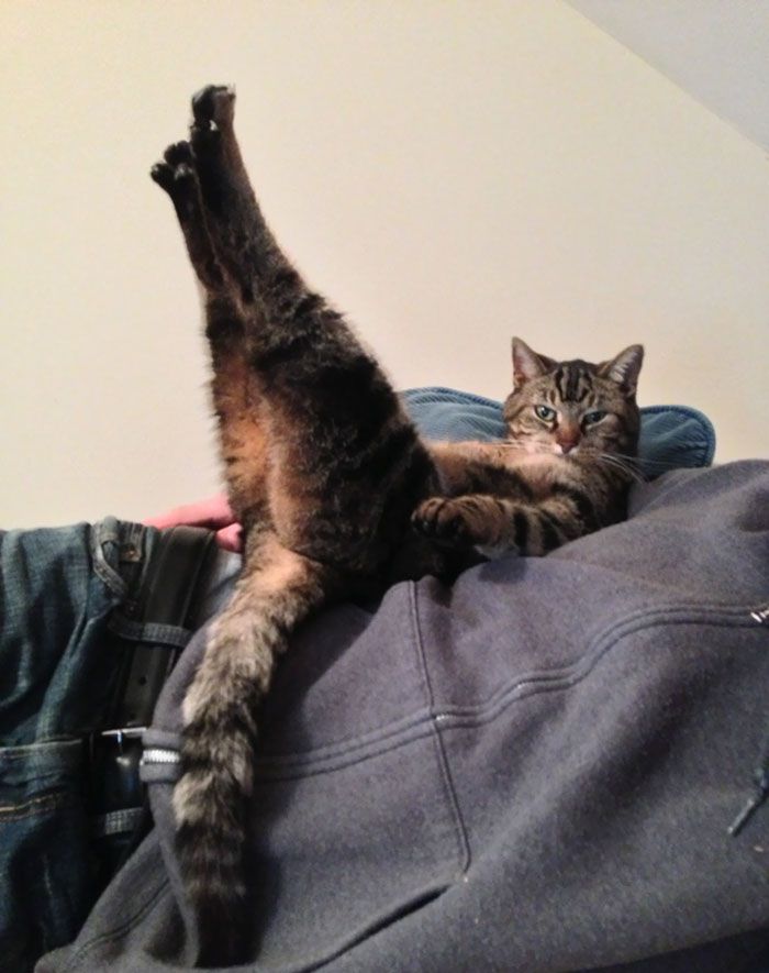 这些猫是怎么了？你永远不懂一只猫在干什么