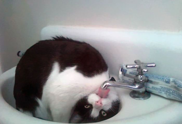 这些猫是怎么了？你永远不懂一只猫在干什么