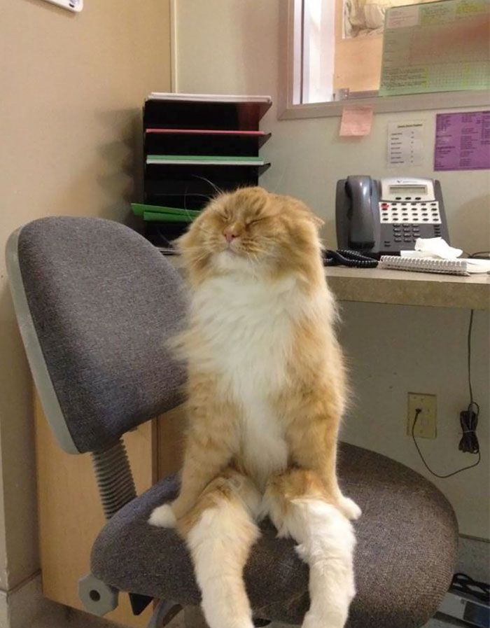 这些猫是怎么了？你永远不懂一只猫在干什么
