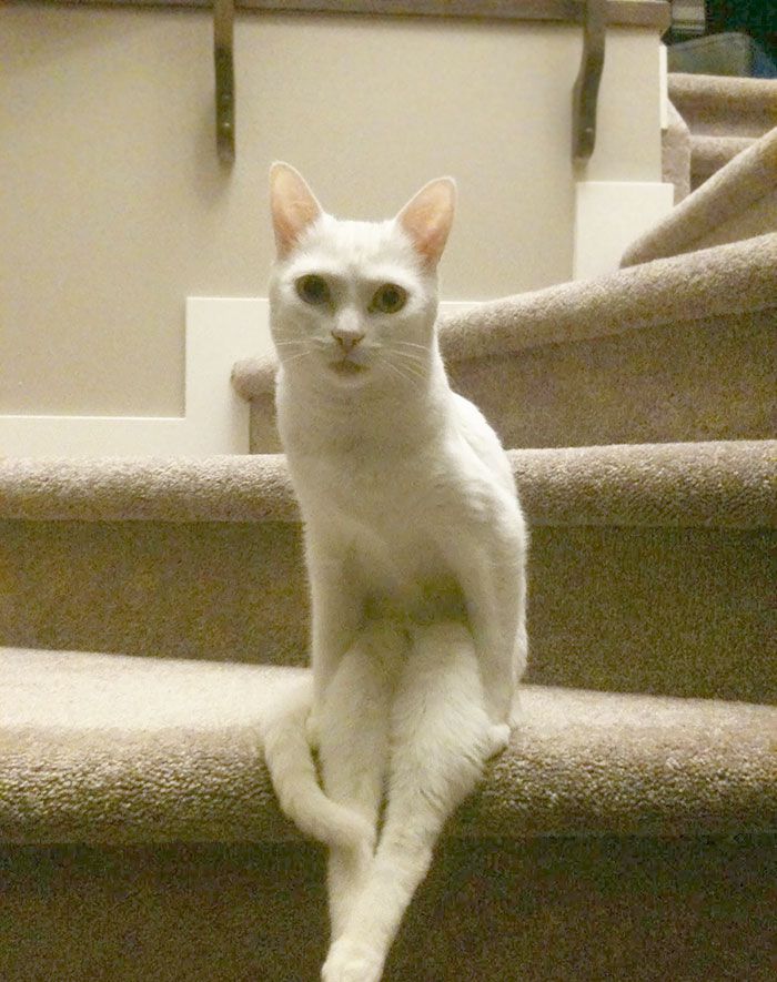 这些猫是怎么了？你永远不懂一只猫在干什么