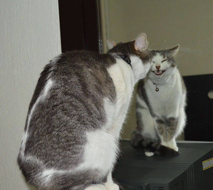 这些猫是怎么了？你永远不懂一只猫在干什么