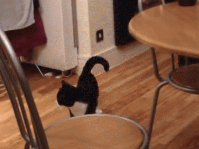 这些猫是怎么了？你永远不懂一只猫在干什么