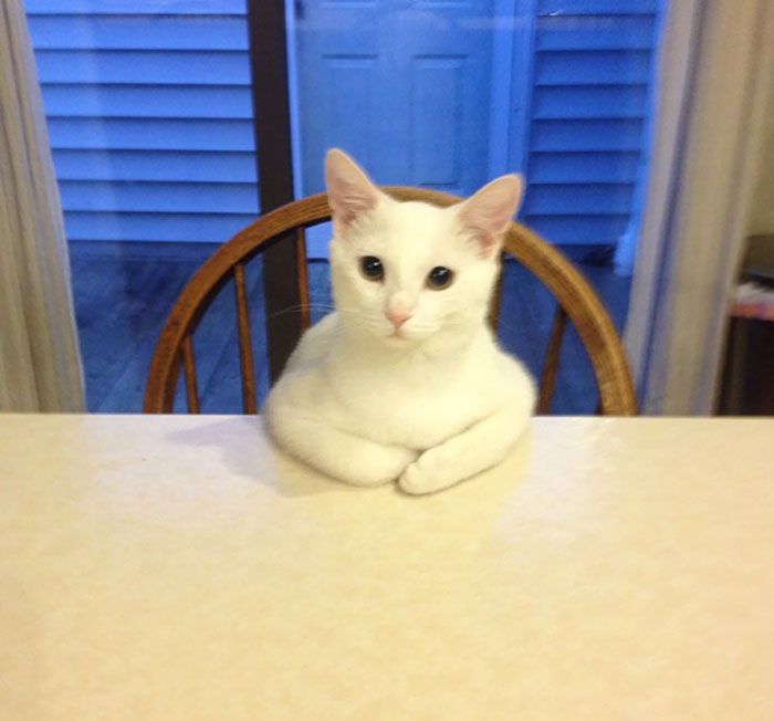 这些猫是怎么了？你永远不懂一只猫在干什么