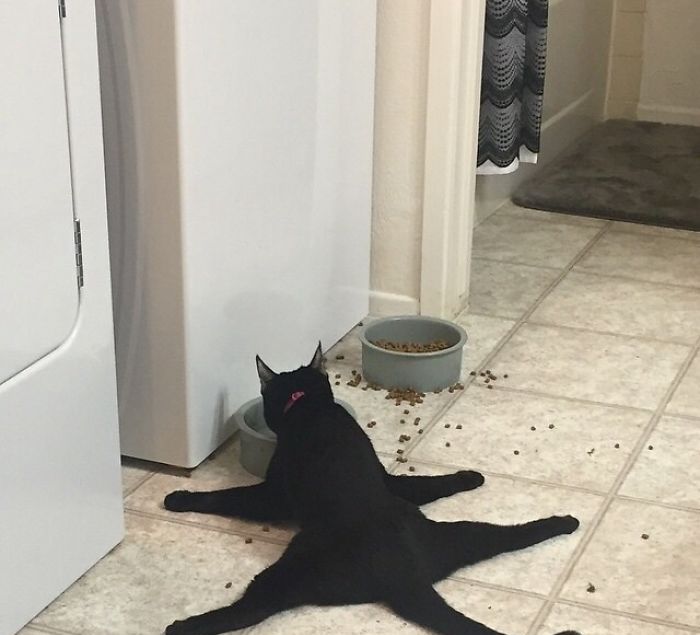 这些猫是怎么了？你永远不懂一只猫在干什么