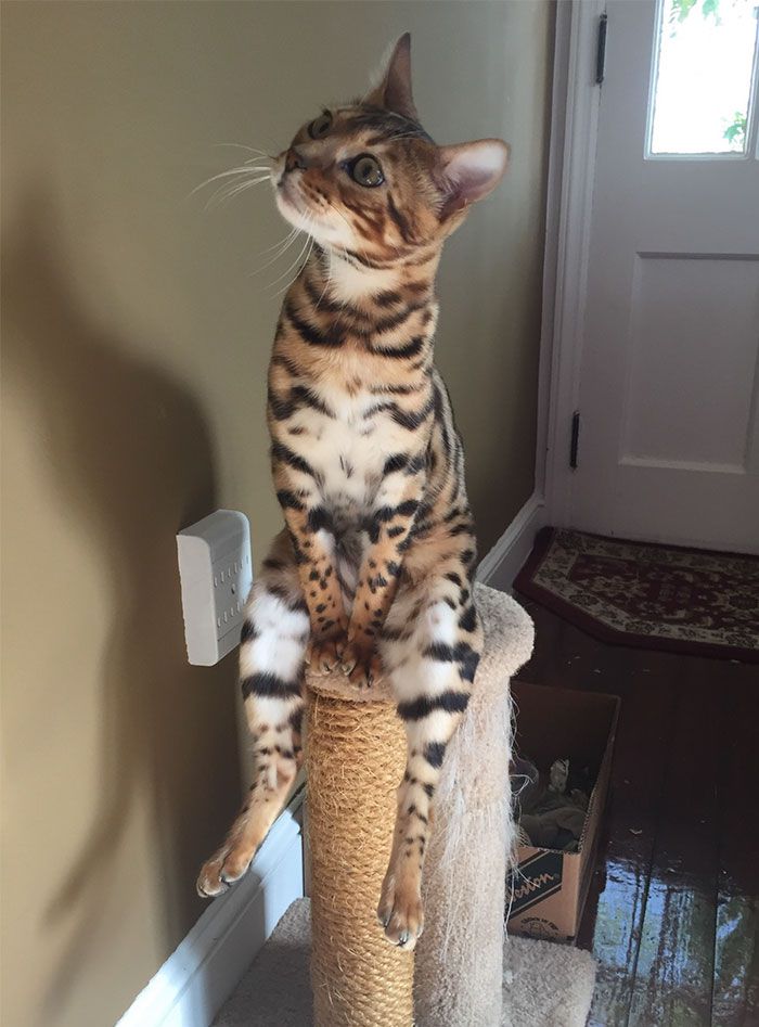 这些猫是怎么了？你永远不懂一只猫在干什么
