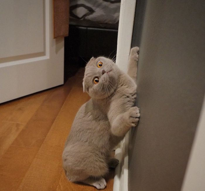 这些猫是怎么了？你永远不懂一只猫在干什么