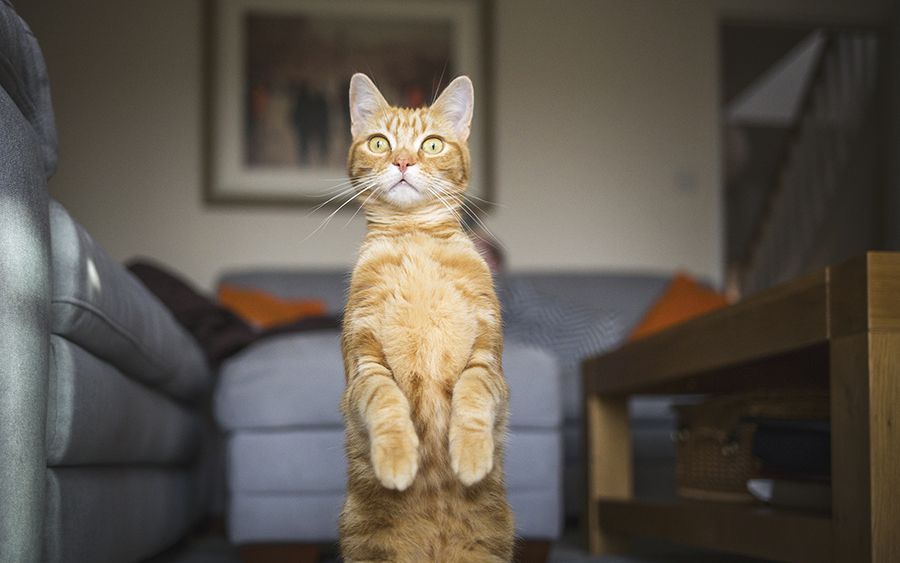 这些猫是怎么了？你永远不懂一只猫在干什么
