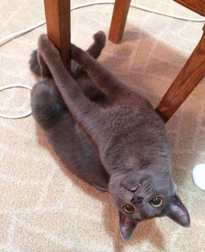 这些猫是怎么了？你永远不懂一只猫在干什么