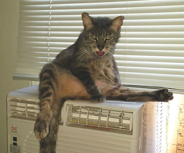 这些猫是怎么了？你永远不懂一只猫在干什么