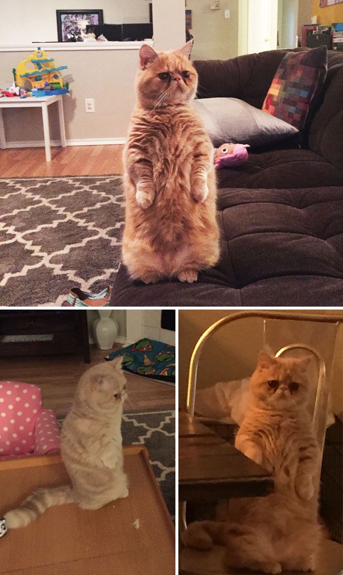 这些猫是怎么了？你永远不懂一只猫在干什么