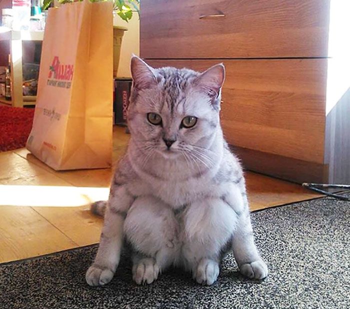 这些猫是怎么了？你永远不懂一只猫在干什么