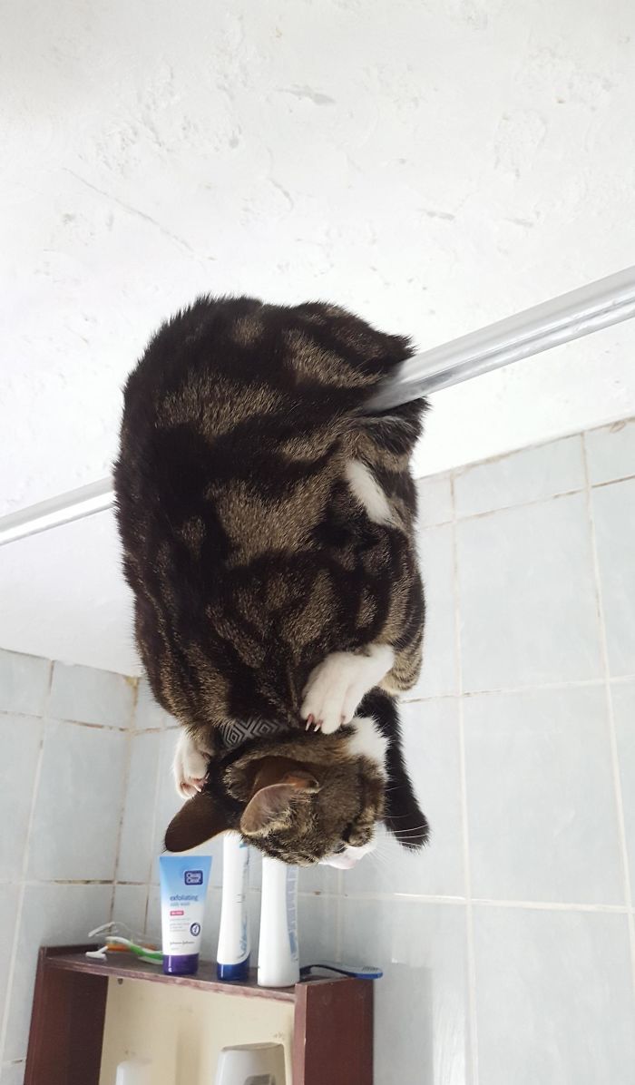 这些猫是怎么了？你永远不懂一只猫在干什么
