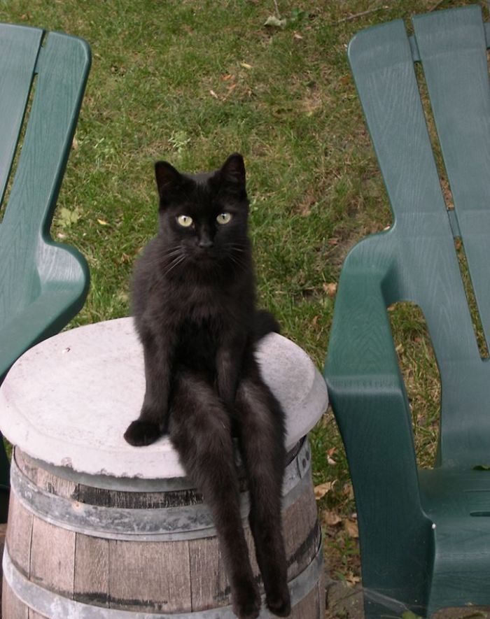 这些猫是怎么了？你永远不懂一只猫在干什么