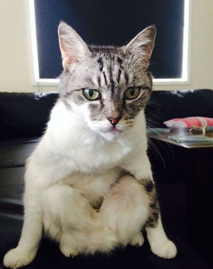 这些猫是怎么了？你永远不懂一只猫在干什么