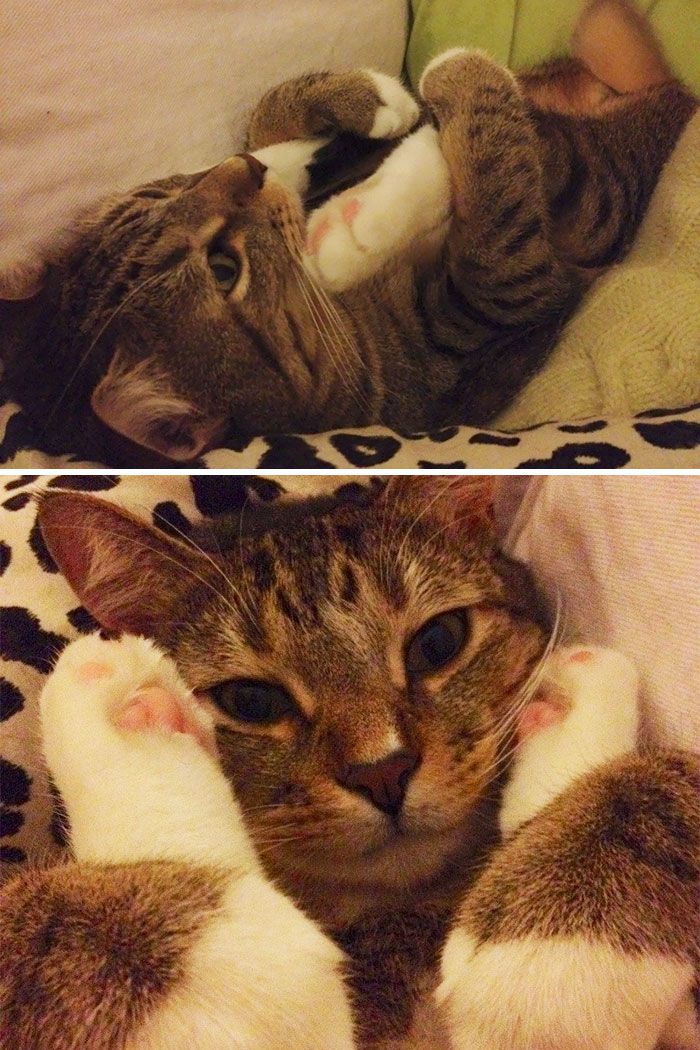 这些猫是怎么了？你永远不懂一只猫在干什么