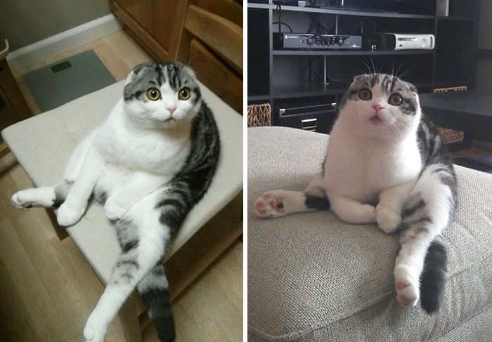 这些猫是怎么了？你永远不懂一只猫在干什么