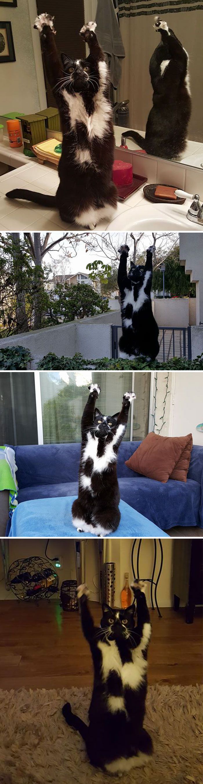 这些猫是怎么了？你永远不懂一只猫在干什么