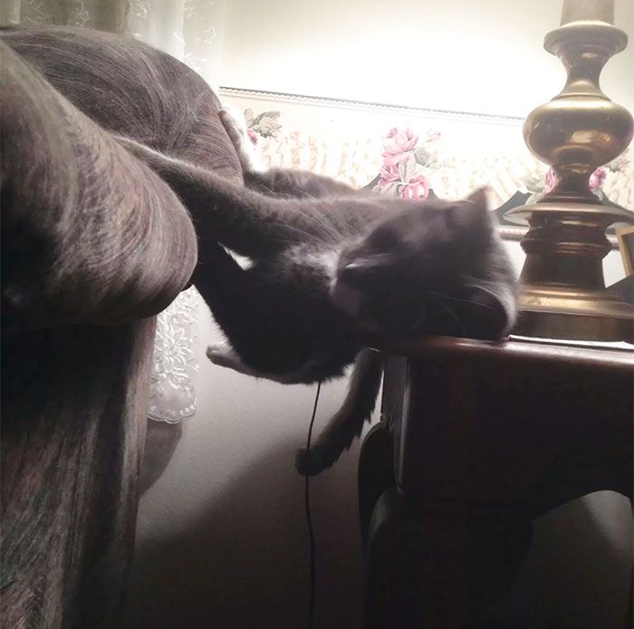 这些猫是怎么了？你永远不懂一只猫在干什么