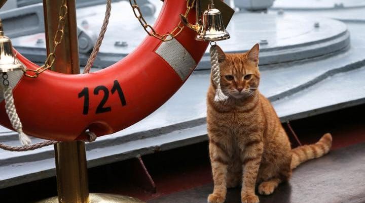 俄罗斯海军招募了一只猫？战斗民族真有情调