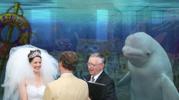 小夫妻跑水族馆结婚，结果旁边的鲸鱼火了