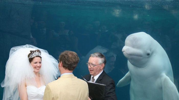 小夫妻跑水族馆结婚，结果旁边的鲸鱼火了