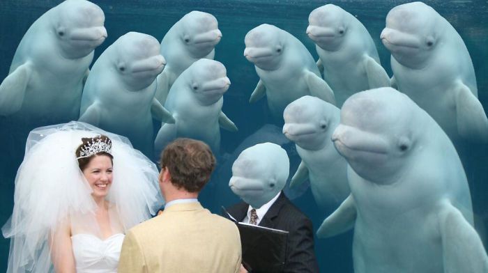 小夫妻跑水族馆结婚，结果旁边的鲸鱼火了