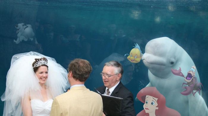 小夫妻跑水族馆结婚，结果旁边的鲸鱼火了
