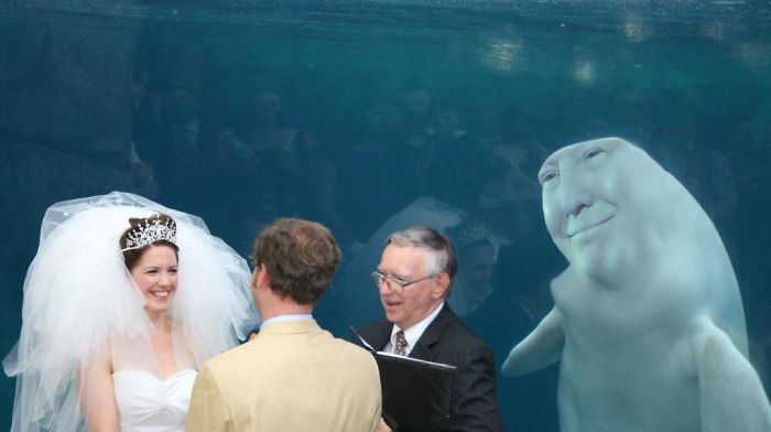 小夫妻跑水族馆结婚，结果旁边的鲸鱼火了