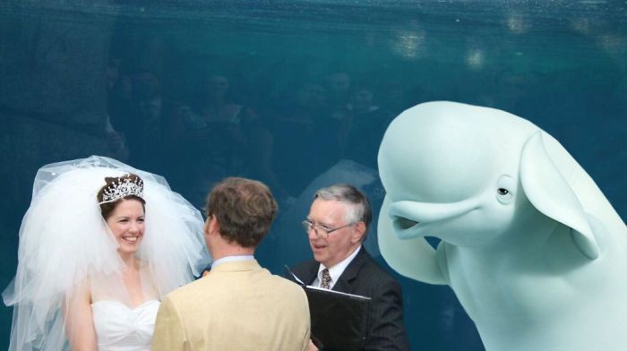 小夫妻跑水族馆结婚，结果旁边的鲸鱼火了