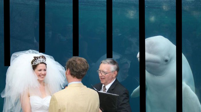 小夫妻跑水族馆结婚，结果旁边的鲸鱼火了