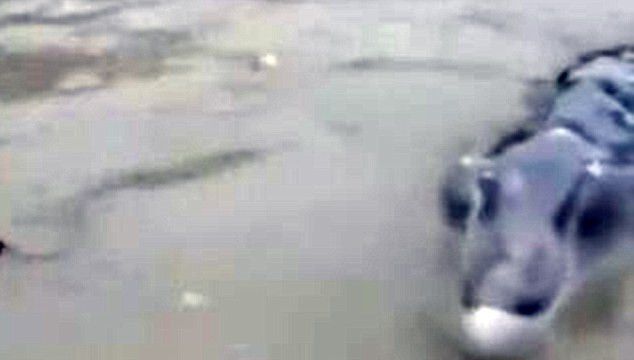 外媒：鳄鱼？海豚？中国渔民又捕到了深海怪物