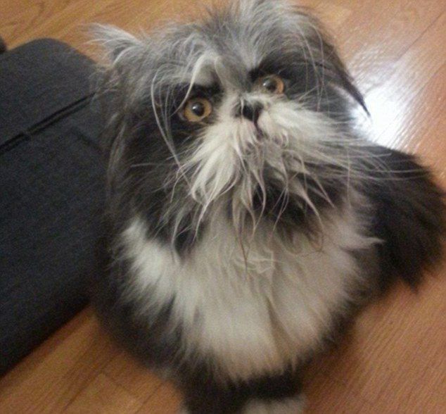 老外在推特上吵翻了！这只萌宠到底是猫是狗