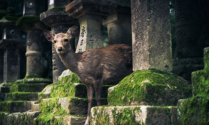 世界鬼节：日本万圣节——“盂兰盆节”