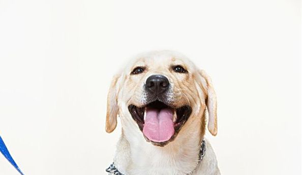 英国邮递员常年被犬欺 拉布拉多要背锅……