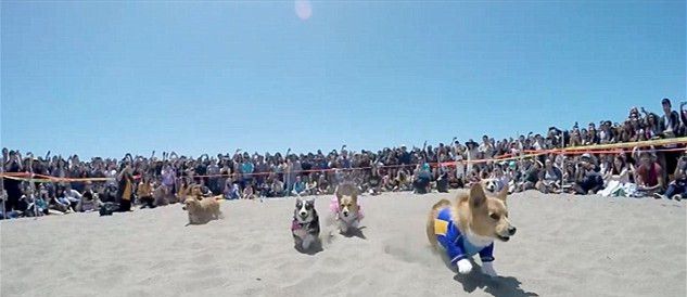 800多只短腿柯基开大会选美是怎样的画风？