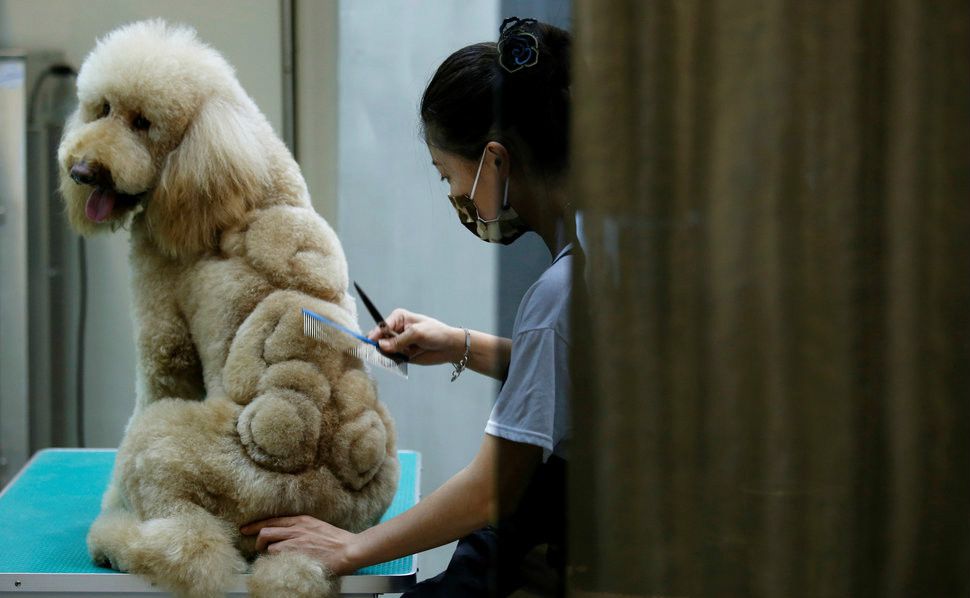 这家台湾萌宠美容店 给猫狗做的造型简直有毒