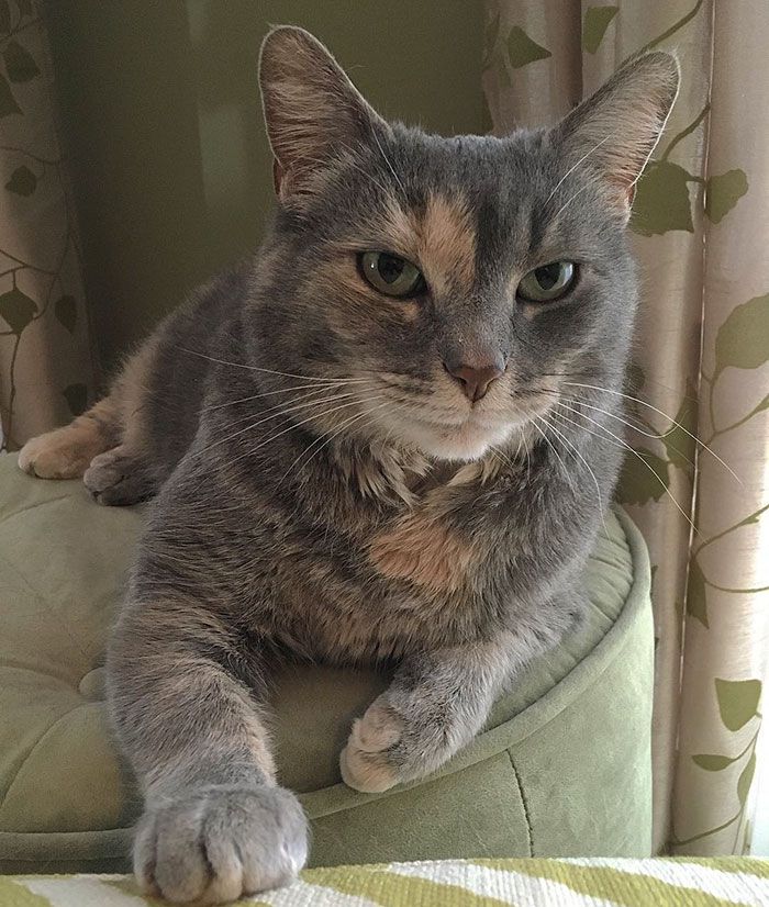 毕业舞会没舞伴 这个英俊的小哥找了1只猫！