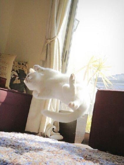 这喵堪称猫界体操小王子每个定格都魔性极了