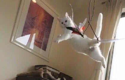 这喵堪称猫界体操小王子每个定格都魔性极了