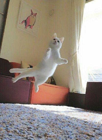 这喵堪称猫界体操小王子每个定格都魔性极了
