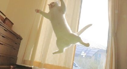 这喵堪称猫界体操小王子每个定格都魔性极了