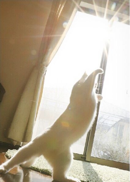 这喵堪称猫界体操小王子每个定格都魔性极了